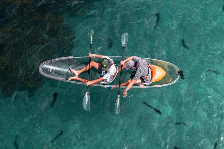 Paddle over crystal-clear waters spotting fish gracefully swimming below in a unique Clearyak experience at Goat Island Marine Reserve a must-visit destination in New Zealand.